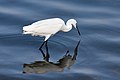 * Nomination Little egret (Egretta garzetta) looks for fish, Muttukadu Backwaters, TN --Tagooty 03:00, 21 January 2022 (UTC) * Promotion  Support Good quality -- Johann Jaritz 04:27, 21 January 2022 (UTC)