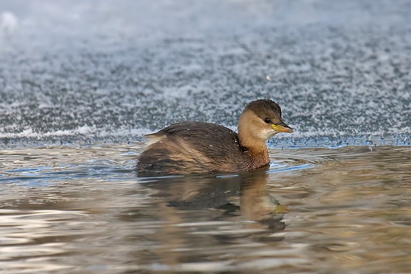 File:Little Grebe.jpg