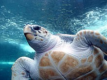 Photo of the underside of a loggerhead sea turtle.