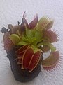 Vénusz légycsapója (Dionaea muscipula)