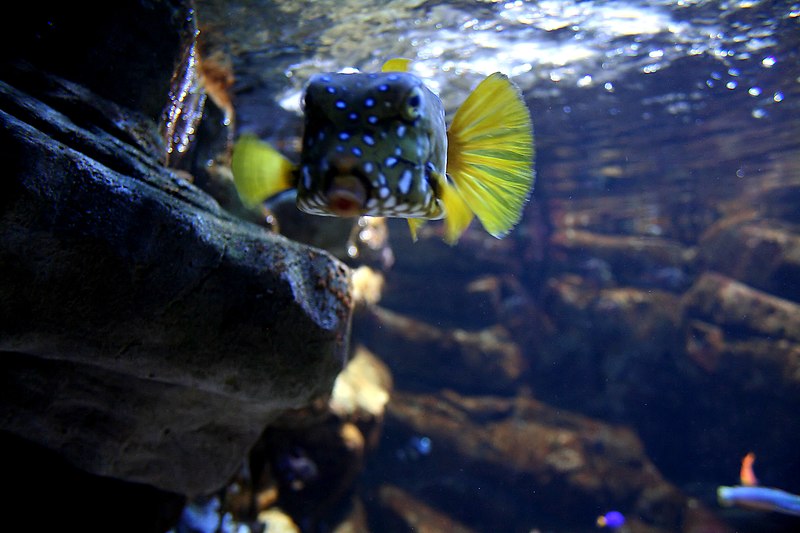 File:London Aquarium (539713385).jpg