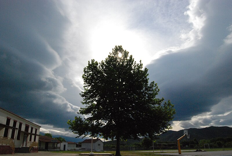 File:Lone tree in a schoolyard.jpg