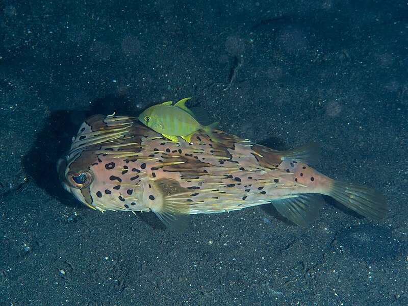 File:Longspined porcupinefish (Diodon holocanthus) with juvenile Carangoides sp. (27597461678).jpg