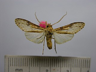 <i>Lophocampa laroipa</i> Species of moth