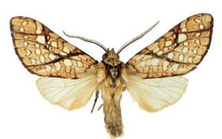 <i>Lophocampa lineata</i> Species of moth