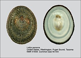 Lottia persona