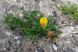 <i>Lotus edulis</i> Species of plant