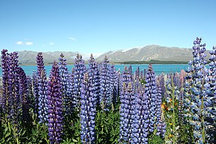 Lupins on Lake Tekapo