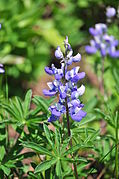 Lupinus latifolius (Broadleaf Lupine)