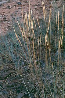 <i>Lycurus setosus</i> species of plant