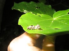 Lysiphragma mixochlora 57842348.jpg