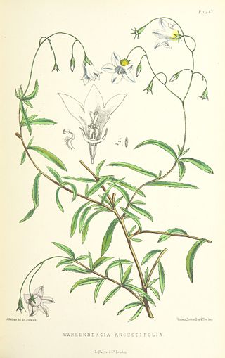 <i>Wahlenbergia angustifolia</i> Species of flowering plant