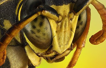 Macro portrait of a wasp.jpg