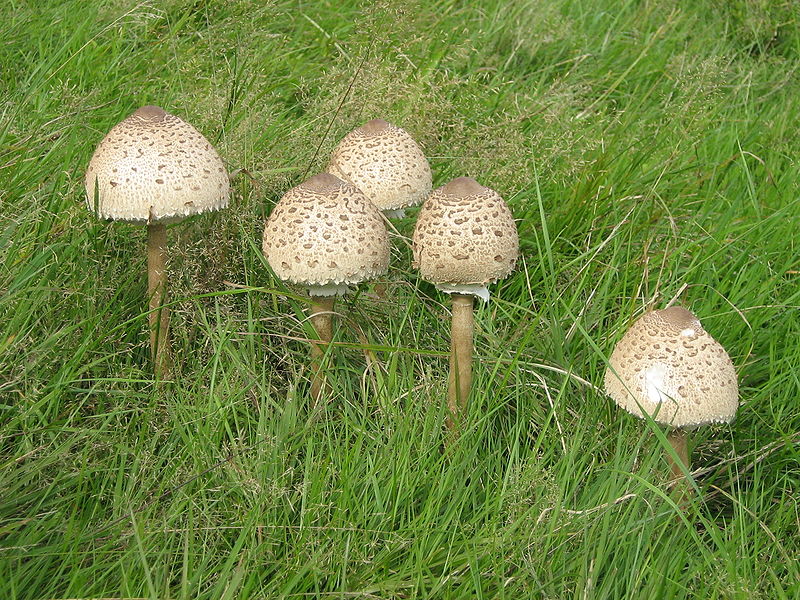 File:Macrolepiota proc.JPG