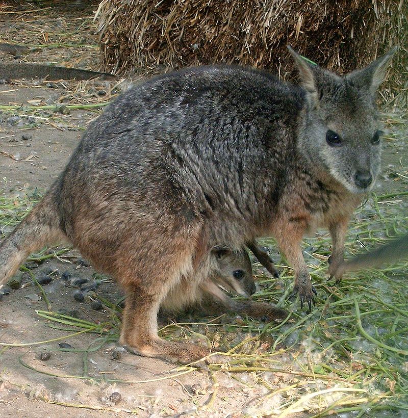 Macropus eugenii with calf.jpg