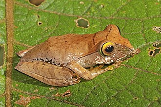 juvenile, Ranomafana NP Madagascar bright-eyed frog (Boophis madagascariensis) juvenile Ranomafana.jpg