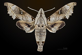 <i>Madoryx oiclus</i> Species of moth