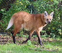 Mähnenwolf (Chrysocyon brachyurus), Tierpark Hellabrunn, München