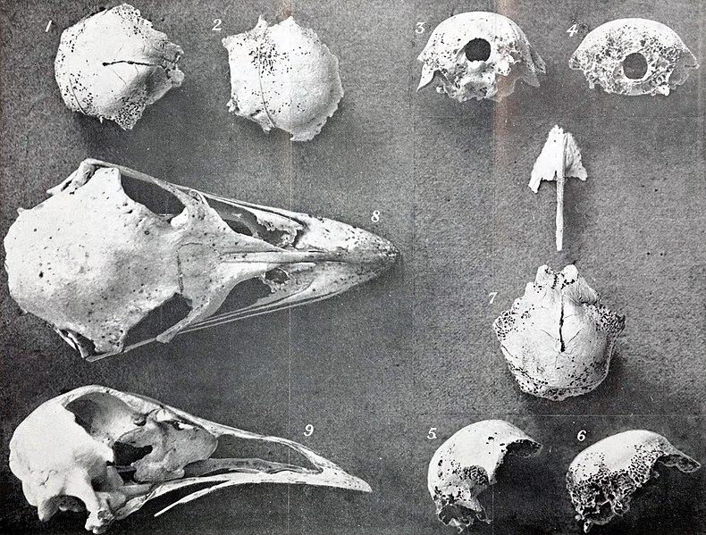 File:Mainland and King Island emu skulls.jpg