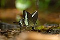 Malabar Banded Swallowtail DSC4425.jpg