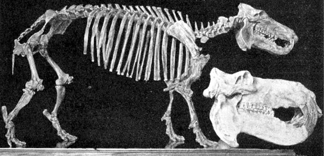 Skeleton of a Malagasy hippopotamus.