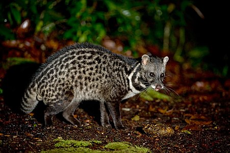 مالایی civet.jpg