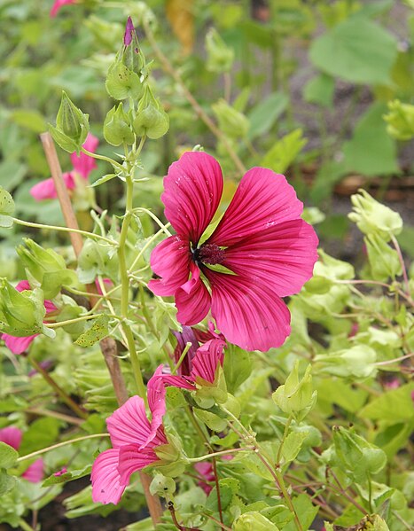 File:Malope trifida 05.jpg