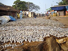 Drying salted fish at Malpe Harbour
