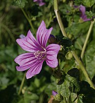 Malva sylvestris