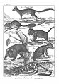 Wood engraving depicting a number of animals, including "Dasyure Cynocephale" (Thylacinus cynocephalus)