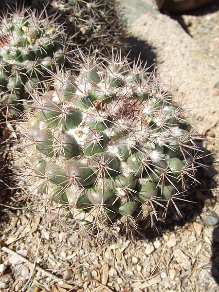 File:Mammillaria sonorensis.jpg