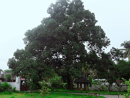 ไฟล์:Mangifera_indica_2z_.jpg