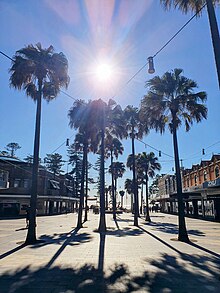 Looking through the Palms towards Manly Beach Manly Corso.jpg