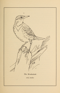 Meadowlark