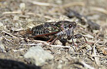 Campbell's Cicada (Maoricicada campbelli) sitting on ground at the edge of Korowai / Torlesse Tussocklands Park, Canterbury.