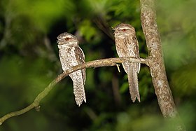 Casal da subespécie P. ocellatus marmoratus