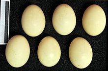 Eggs, Collection Museum Wiesbaden Marmaronetta angustirostris MWNH 1005.JPG