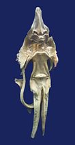 A mummified "Sea Devil" (Persian: shyTn dry
) fish, Mashhad Museum, Iran. Mashhad museum PARI DARYAEI.jpg
