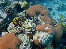 Massive Starlet Coral (Siderastrea siderea).jpg