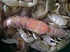 Close-up of elongated translucent pink crustaceans with flattened, opage white claws.