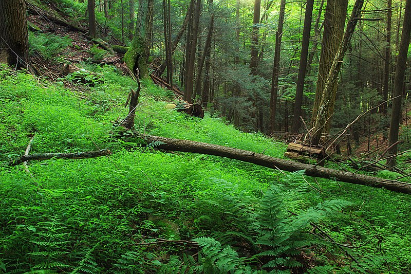 File:McMichael Creek Greenway (Revisited) (3) (9484225930).jpg