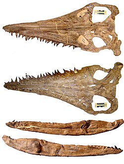 Megacephalosaurus skull.jpg