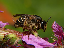 Fackelblomsterbi, hona