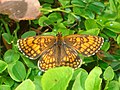 Melitaea athalia