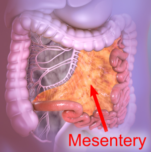 Mesentery extending from the duodenojejunal flexure to the ileocecal junction. (with label).png