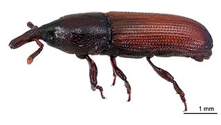 <i>Mesites</i> (beetle) Genus of beetles