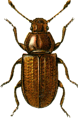 Metophthalmus humeridens