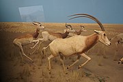 Scimitar-Horned Oryx and Dama Gazelle