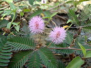 Mimosa pudica Trinh nữ