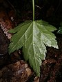 2018年4月28日 (土) 09:09時点における版のサムネイル